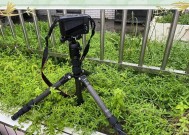 相机三脚架如何正确放置图片？操作步骤是什么？