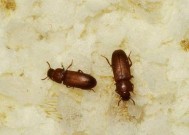 中央空调为什么会滋生大量的虫子（探究中央空调内滋生虫子的原因及解决方法）