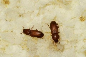 中央空调为什么会滋生大量的虫子（探究中央空调内滋生虫子的原因及解决方法）