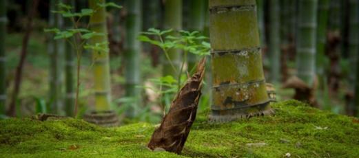 毛笋冰箱保存方法（科学有效的保存方法）  第2张