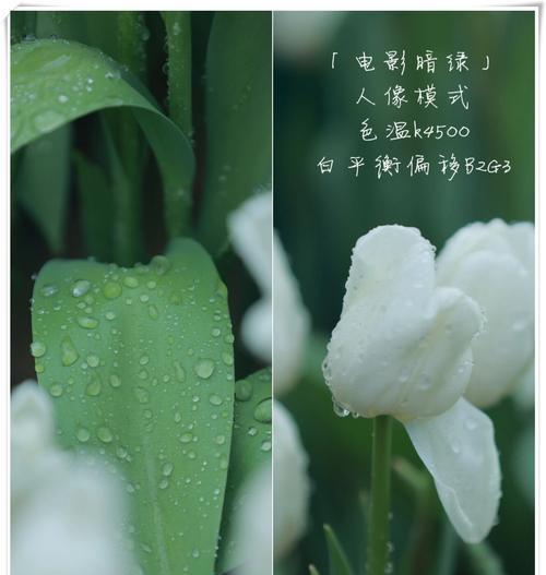 手机相机镜头角度调整方法是什么？如何拍出理想照片？  第2张