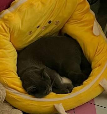 苹果手机安装猪咪小屋插件步骤是什么？  第3张
